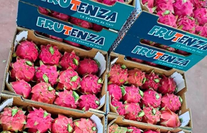 Moroccan pitaya reaches good prices this season