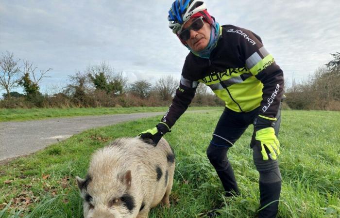 Video. Abandoned, this pig walks in this town of Loire-Atlantique: “the weekend, it's a parade”