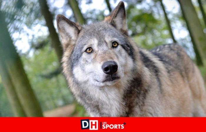 DNA confirms it: the wolf passed through Rièzes