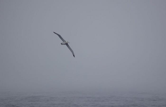 IN PICTURES – The first albatrosses filmed by the Vendée Globe skippers