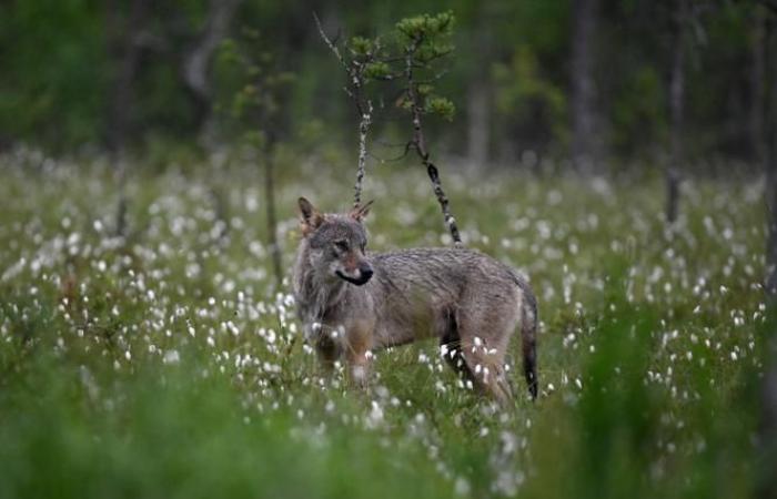 The wolf loses its status as a “strictly protected” species within the Berne Convention