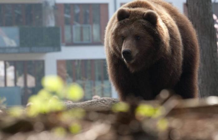 In Japan, a bear ravages a supermarket before being shot – Libération