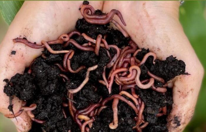 Eure. They transform manure into Green Gold… thanks to earthworms