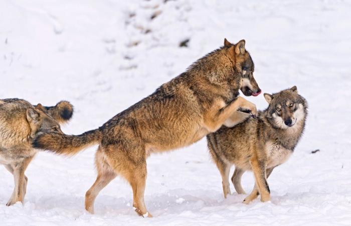 A European decision weakens the protection of wolves