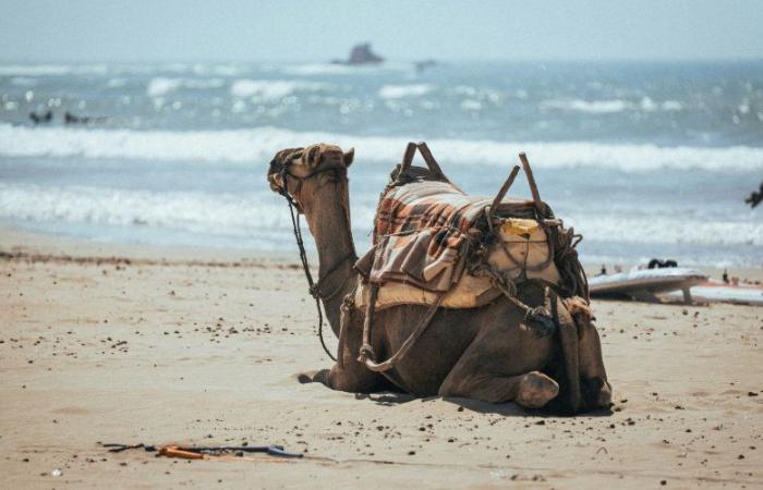 Influx of French retirees to Agadir