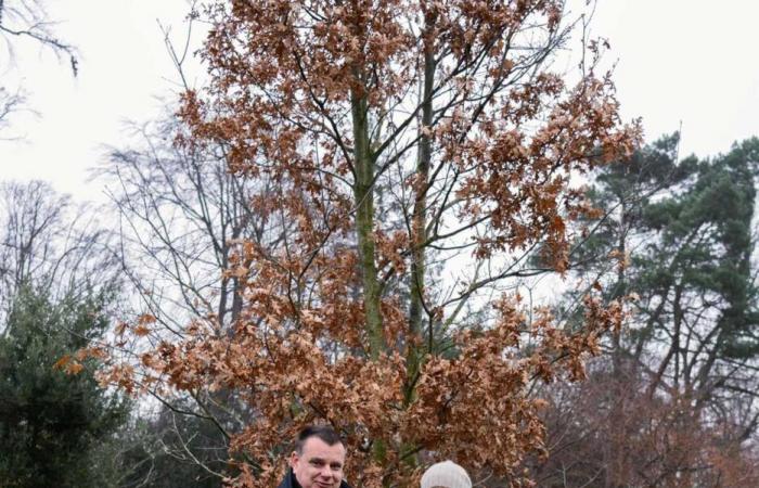 Two trees planted simultaneously in Tasmania and Denmark in honor of Queen Mary