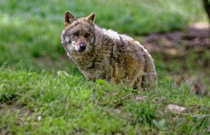 The wolf goes from “strictly protected” to “protected” species, announces the Council of Europe