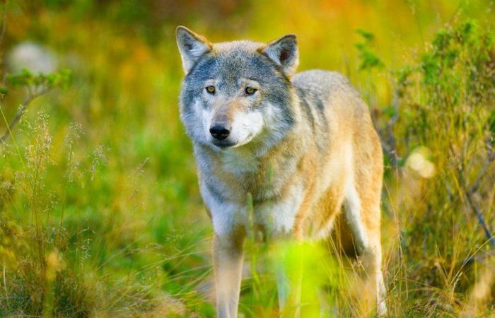 What's wrong with the wolf? Europe could weaken its protection from this Tuesday, we explain why