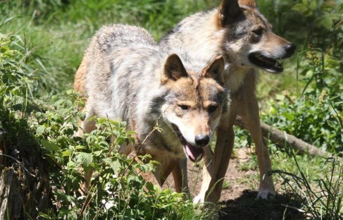 Is the future of the wolf threatened in Europe?