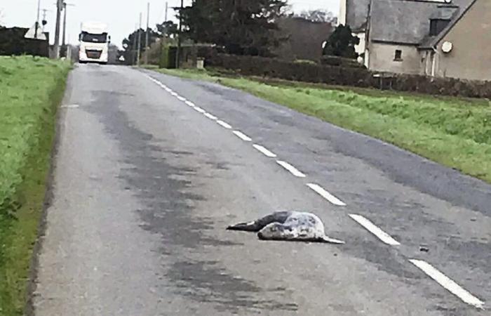 Dead seal on the road: “For there to be an investigation, there would have to be a witness”