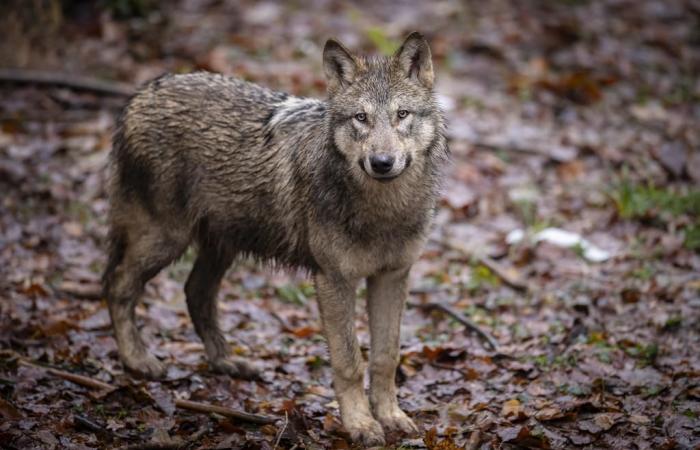 Bern: the wolf is no longer “strictly protected” in Europe