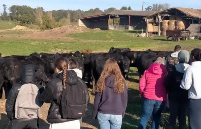 Sainte-Livrade-sur-Lot. Meat day at the agricultural high school