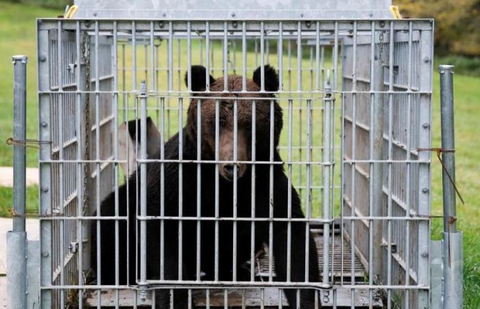 a bear breaks into a supermarket, attacks an employee and destroys the butchery section