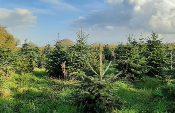 Le sapin de Vendée, a micro-industry that focuses on quality and ultra-proximity