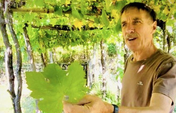 Heritage grape varieties, a promise of the future for Cévennes viticulture