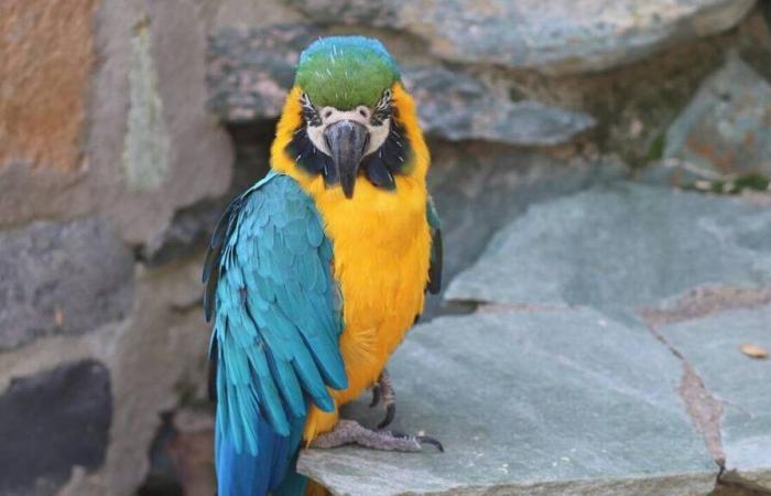 Anti-animal abuse operation in Reunion Island, dozens of birds and reptiles seized