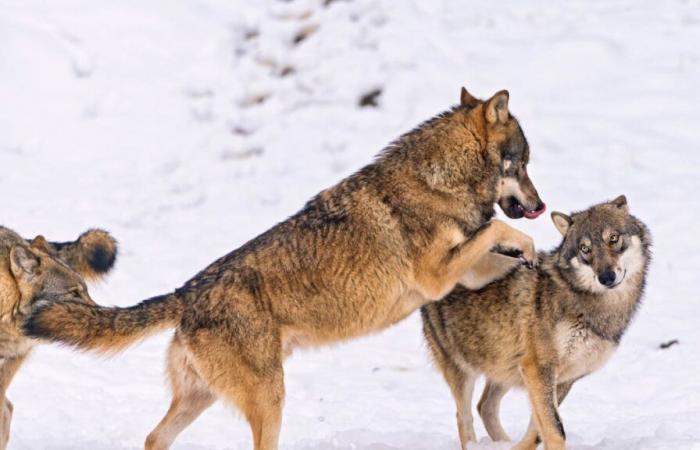 A European decision weakens the protection of wolves