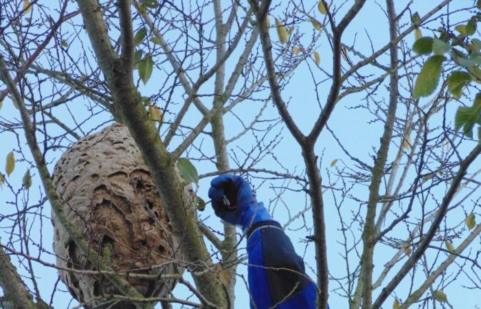 Asian hornet nests abound but there is no longer any point in destroying them