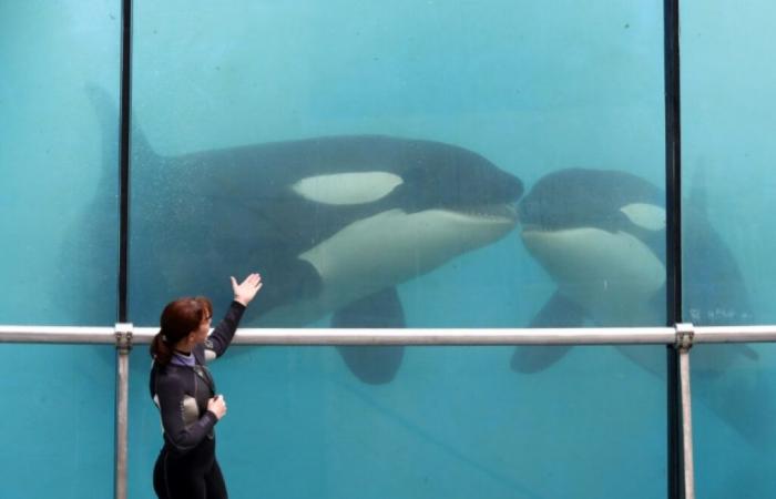 Towards a definitive closure of the Marineland of Antibes, the fate of its orcas still pending – 04/12/2024 at 1:04 p.m.