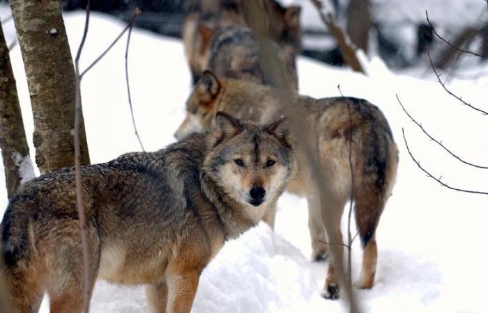 Historic decision on the protection of wolves: contrasting reactions in Aveyron