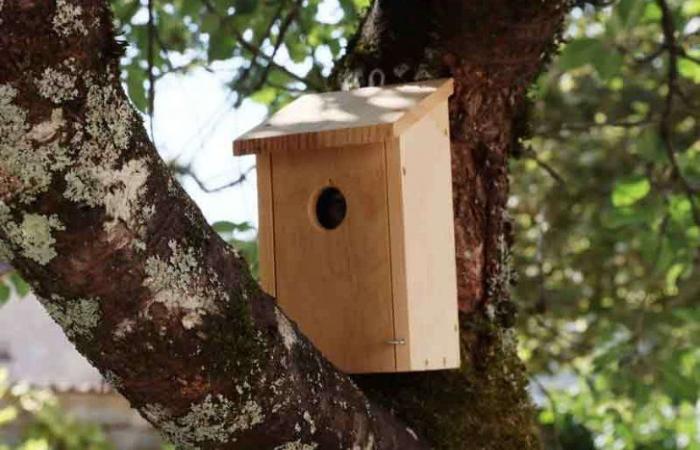 Save animals: get a nest box!