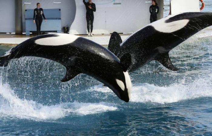 what will become of the two orcas and the thousands of animals in the largest marine park in Europe? – Liberation