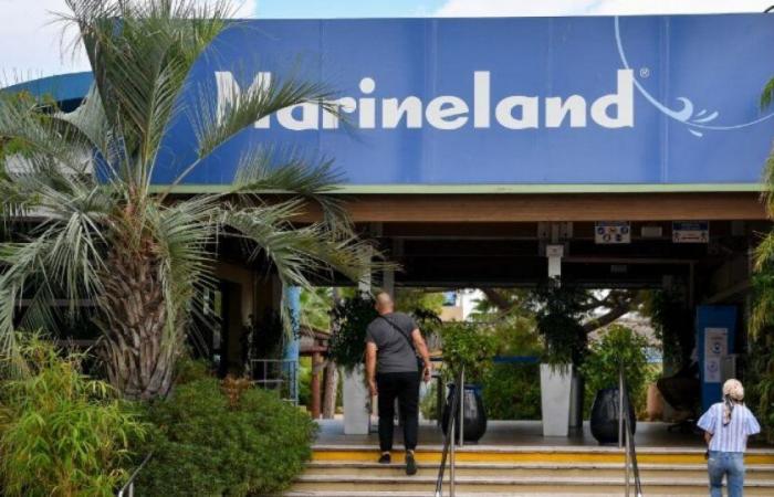 Antibes: the famous Marineland park risks closing its doors in January 2025: News