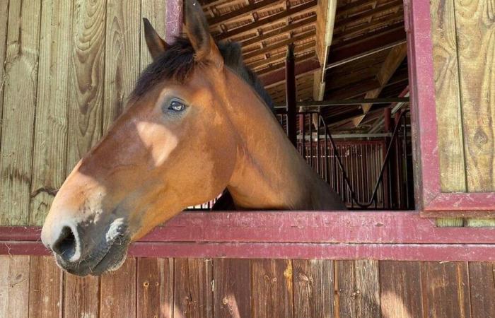 Equine rhinopneumonia: horse competitions and gatherings postponed in Normandy