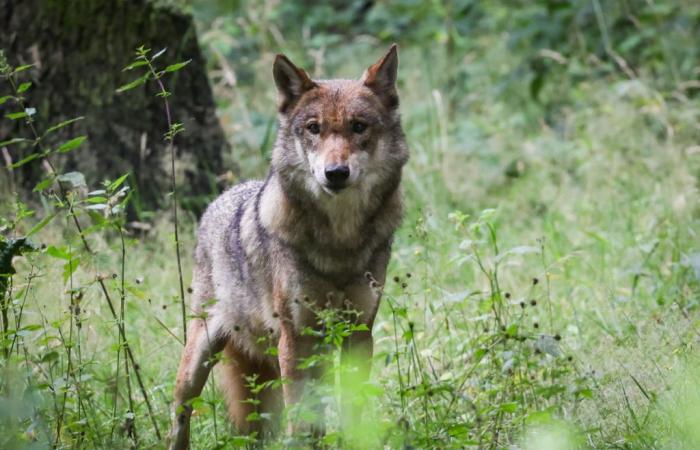 Senators jubilant after decision on wolf protection