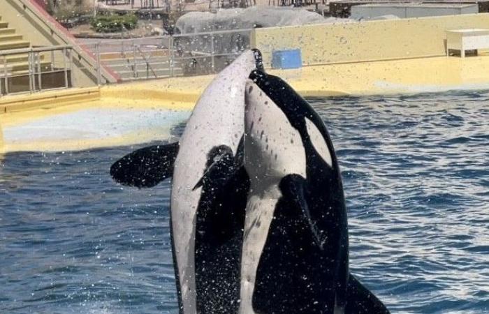 Marineland closes permanently in Antibes