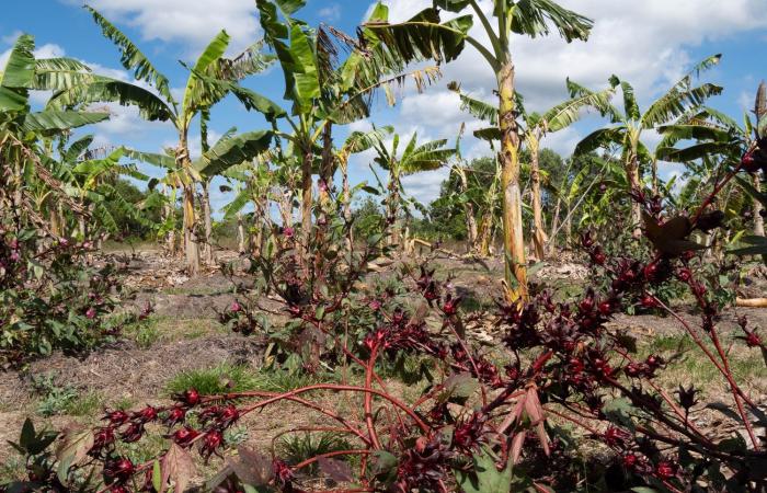 traditional practices to the aid of agriculture