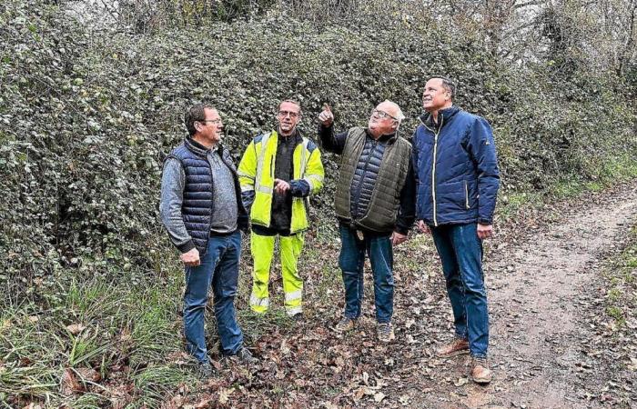 “We won't be able to cut down just any tree”: in Finistère, this town is bringing scouring back into fashion