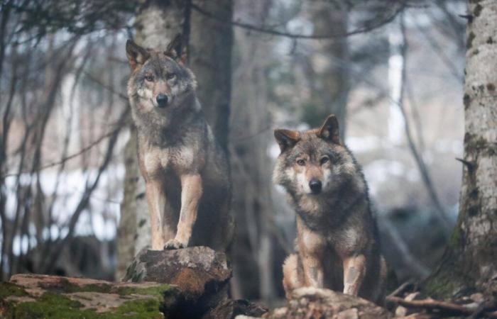 In Europe, the protection status of the wolf has been lowered, what future for it in France?