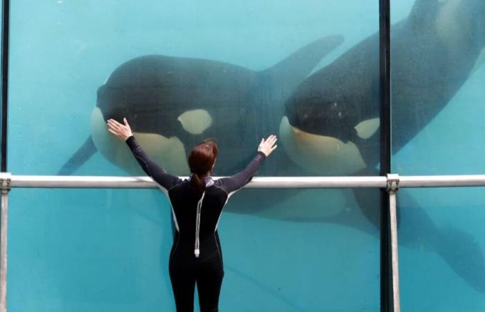 Marineland plans “permanent closure” on January 5, 2025