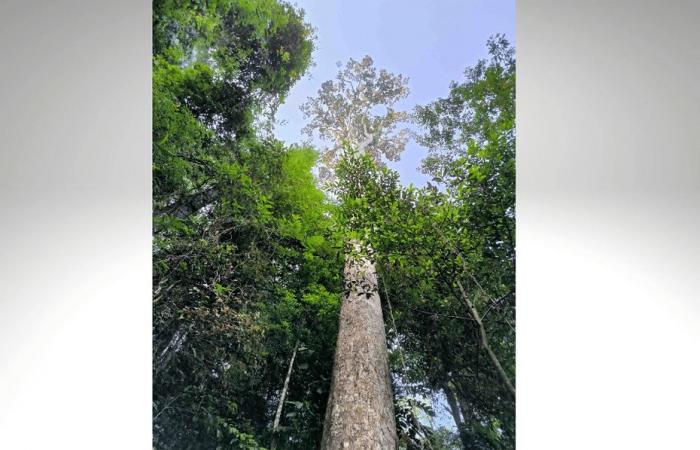 The tallest tree in France is located in Saül in Guyana