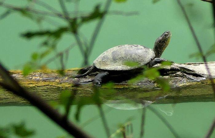 A Gers forest partially closed in 2025 to protect an endangered species