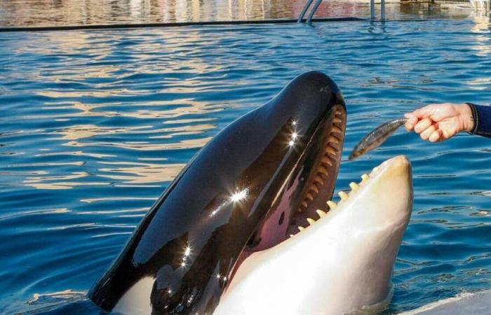 The Marineland park in Antibes will close its doors, after the ban on cetacean shows