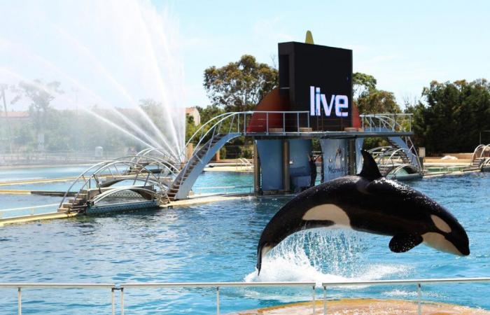 The Marineland of Antibes plans a “permanent closure” on January 5 due to a law banning cetacean shows