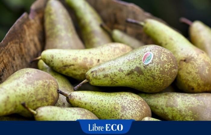 26% more expensive than a year ago, Belgian pears are today “overpriced”