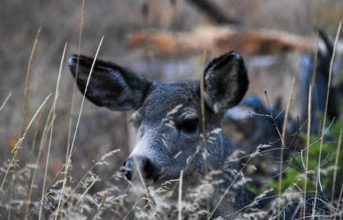 Fourth confirmed case of zombie deer disease in B.C.