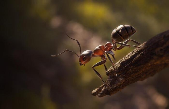 JVMag – TEST – Les Fourmis (Empire of the Ants), an RTS Microcosmos