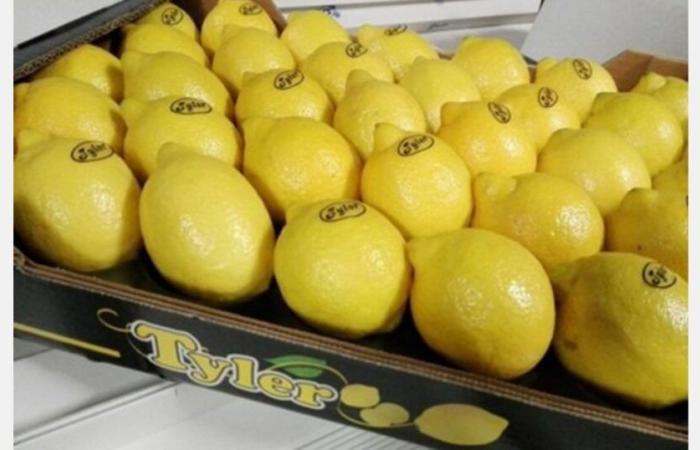 “Many European distributors prefer Spanish lemons despite their higher price”