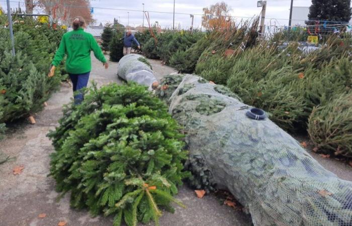 What does a “good Christmas tree” look like to you?