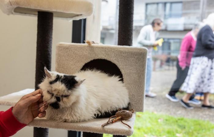 in Gironde, this nursing home opens its doors to residents’ dogs and cats