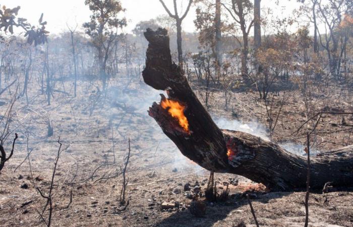 Data on wildfires in Galicia in 2024 is the best in the last 10 years