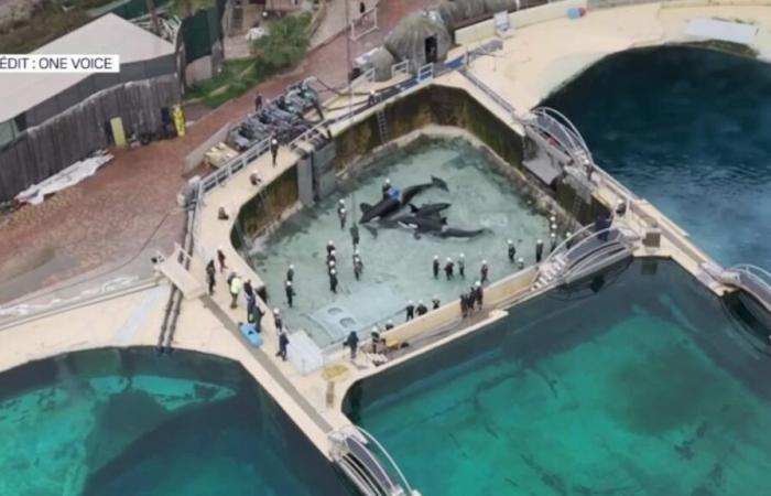 One Voice worries about the fate of animals after the announcement of the closure of Marineland