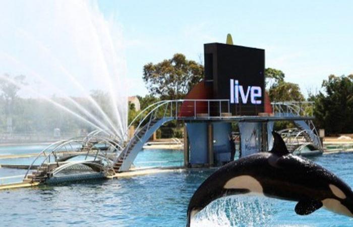 Marineland d'Antibes: what will become of the orcas in the park, forced to close due to the ban on cetacean shows?