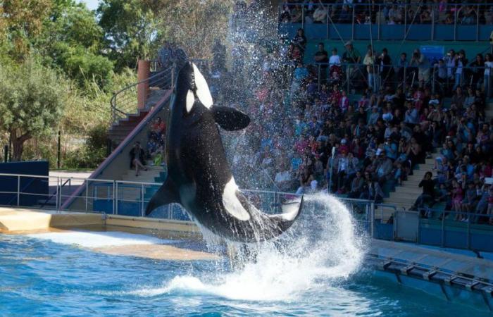 in Antibes, Marineland plans a “permanent closure” on January 5