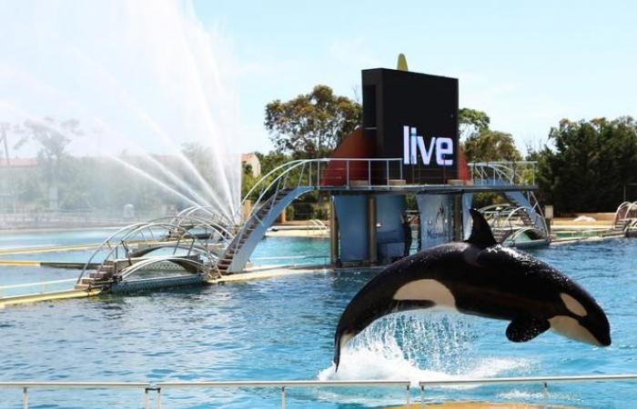 The Marineland of Antibes plans a “permanent closure” on January 5 due to a law banning cetacean shows