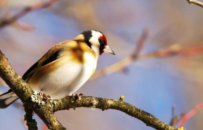 What is this colorful and little-known bird to admire in your garden in December?